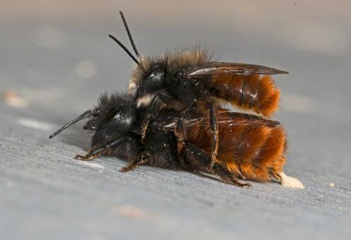 Osmia cornuta