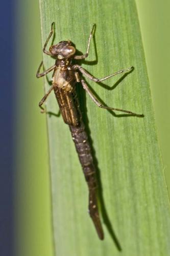 Coenagrion puella
