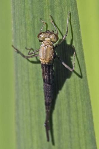 Coenagrion puella