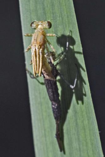 Coenagrion puella