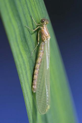 Coenagrion puella
