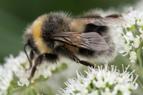 Réf. 159 273 : Bombus lucorum
