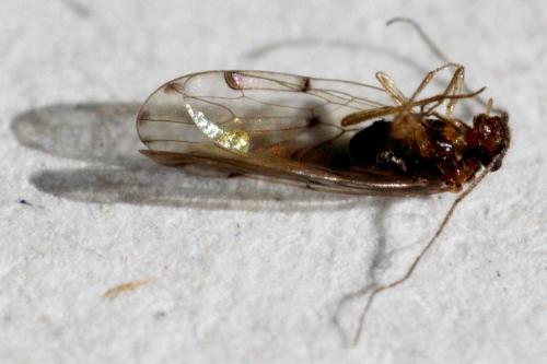 Ectopsocus petersi