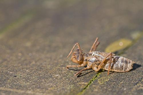 Cordulia aenea