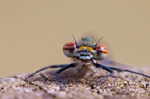 Pyrrhosoma nymphula