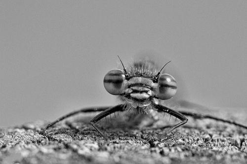 Pyrrhosoma nymphula