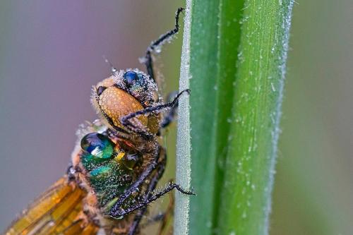 Cordulia aenea
