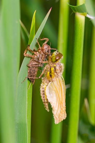 Réf. 159 970 : Libellula quadrimaculata