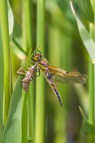 Réf. 159 971 : Libellula quadrimaculata