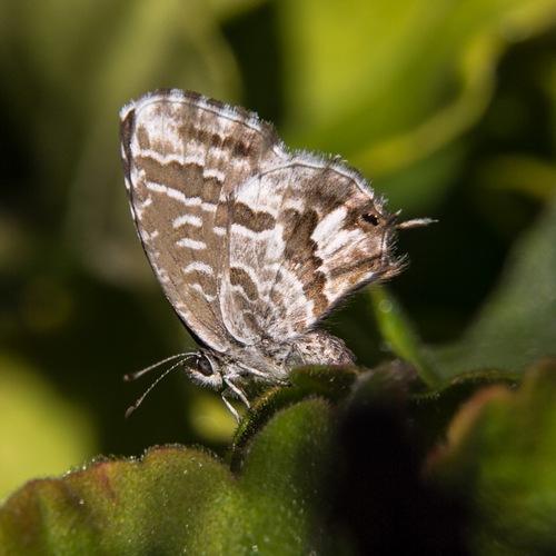 Réf. 159 560 : Cacyreus marshalli