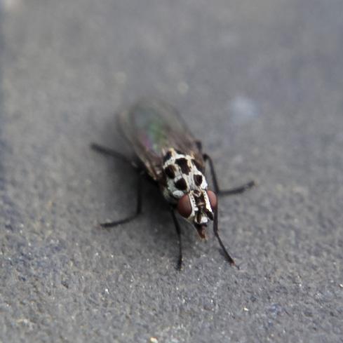 Réf. 159 812 : Anthomyia sp.