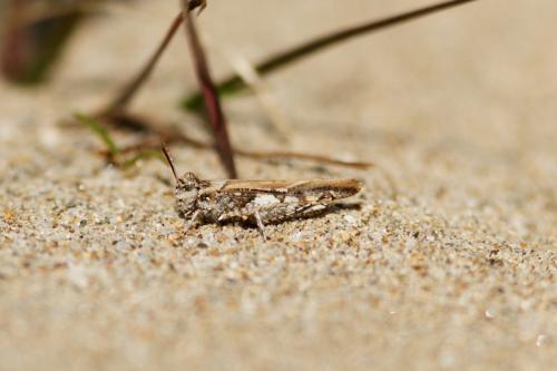 Réf. 159 283 : Acrotylus insubricus insubricus