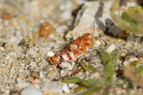 Sphingonotus sp.