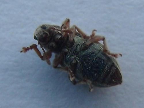 Réf. 159 639 : Polydrusus marginatus