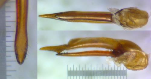 Réf. 159 890 : Philonthus decorus