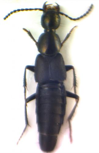 Philonthus decorus