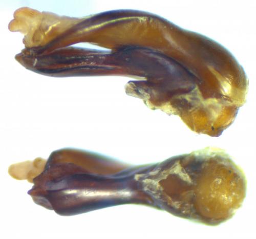 Réf. 159 912 : Ocypus aethiops