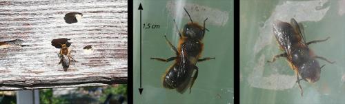 Osmia sp.