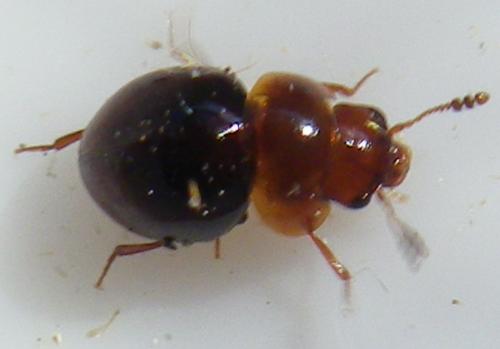Réf. 159 431 : Agathidium sp.