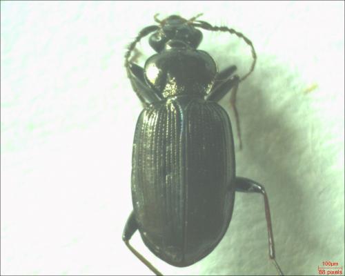 Loricera pilicornis
