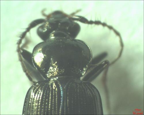 Loricera pilicornis