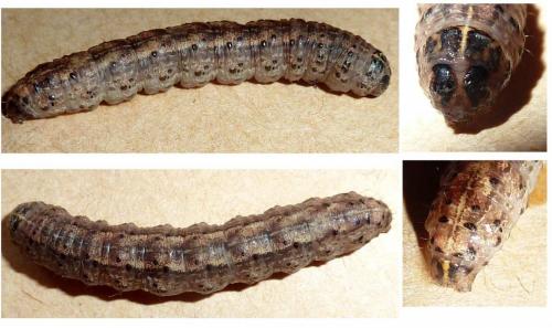 Réf. 159 436 : Agrotis sp.