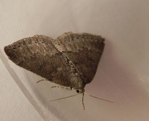 Aleucis distinctata