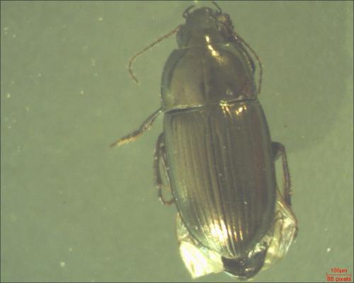 Amara sp.