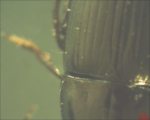 Amara sp.