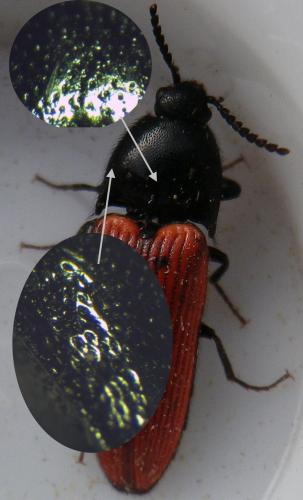 Ampedus sp.