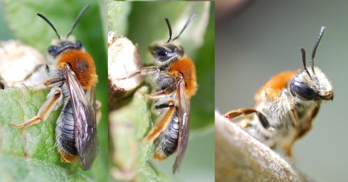 Andrena haemorrhoa