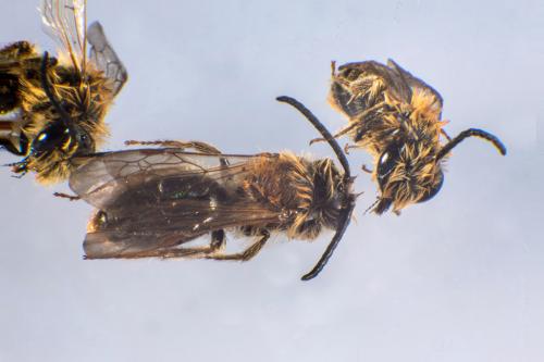 Andrena haemorrhoa