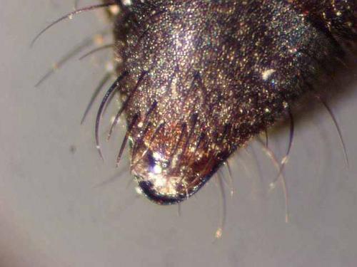 Anoplius infuscatus