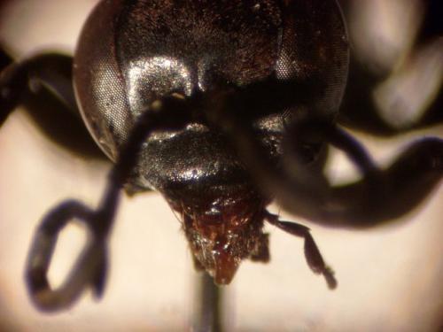 Anoplius infuscatus