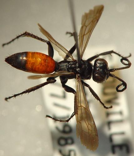 Réf. 159 257 : Anoplius infuscatus
