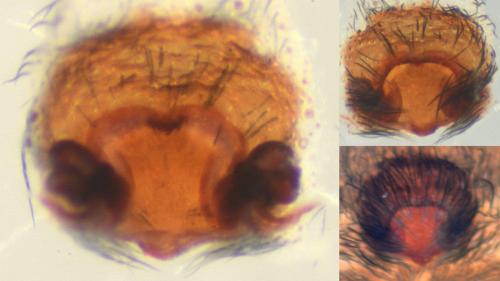 Alopecosa striatipes