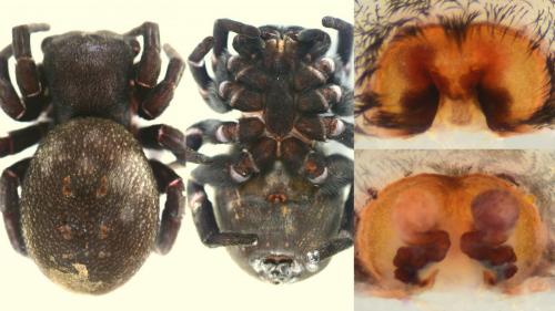 Eresus sp.