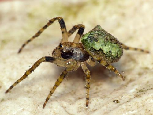 Réf. 159 588 : Gibbaranea gibbosa
