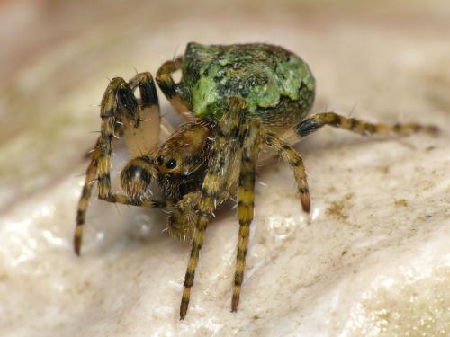 Réf. 159 598 : Gibbaranea gibbosa