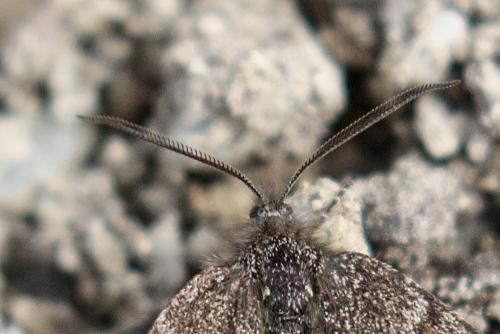 Boudinotiana notha
