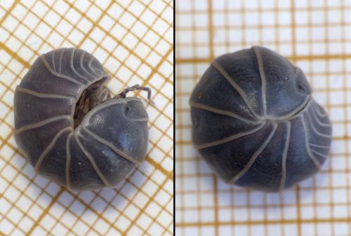 Armadillo officinalis