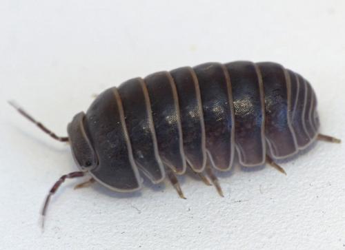 Armadillo officinalis