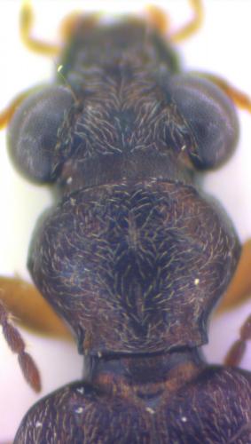 Réf. 159 847 : Asaphidion sp.