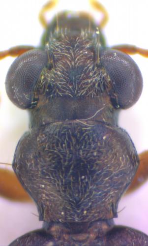 Réf. 159 848 : Asaphidion sp.