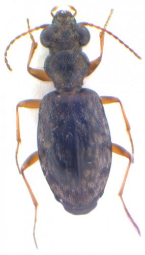Asaphidion sp.