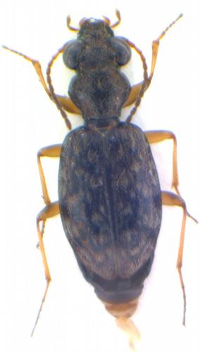Réf. 159 843 : Asaphidion sp.