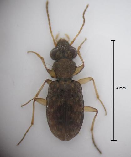 Réf. 159 488 : Asaphidion curtum