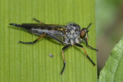 Neoitamus sp.