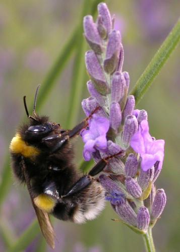 Bombus terrestris