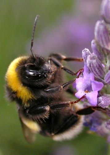 Bombus terrestris